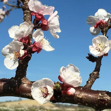 Casa Belfi アパート